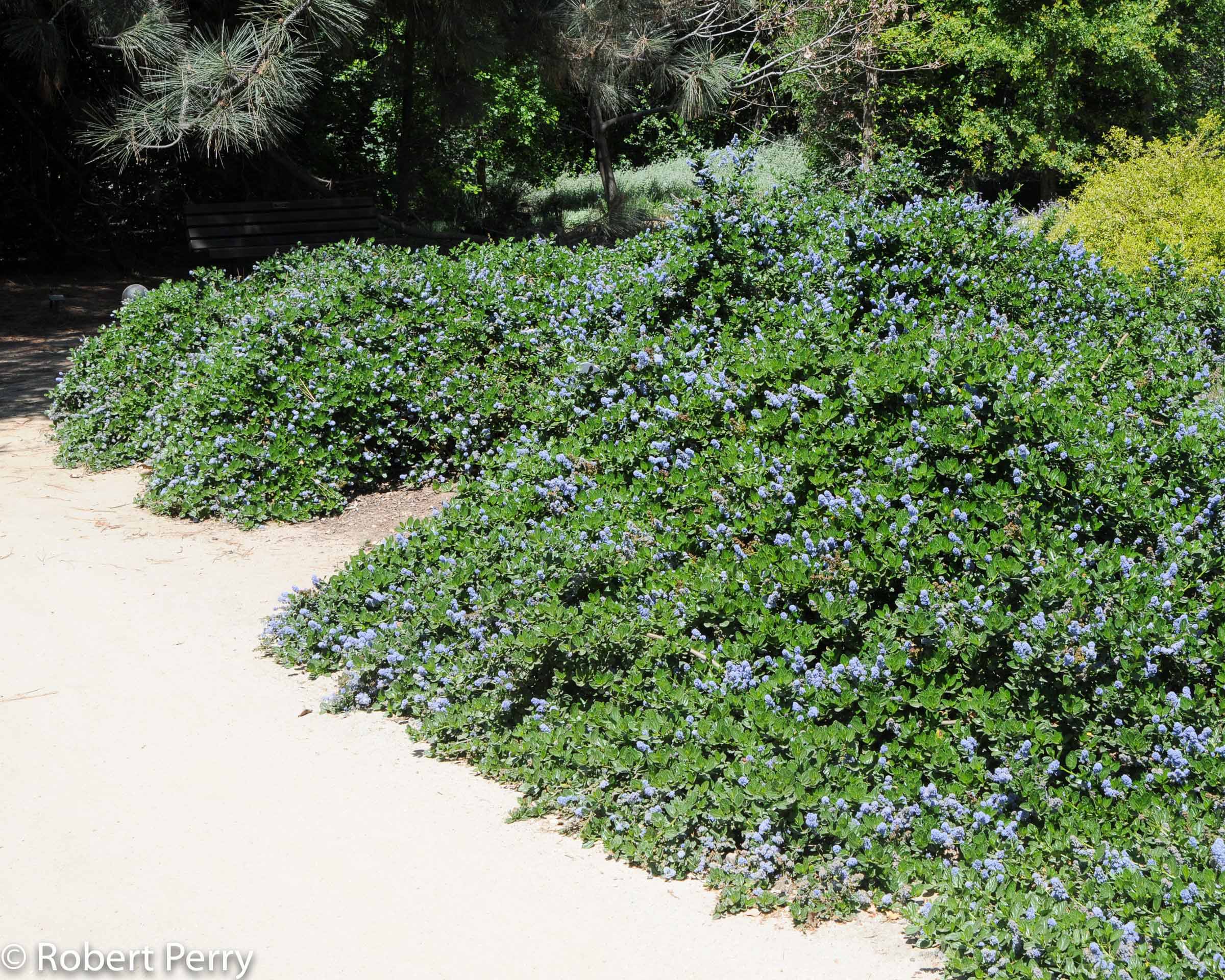 Ceanothus 'Yankee Point'