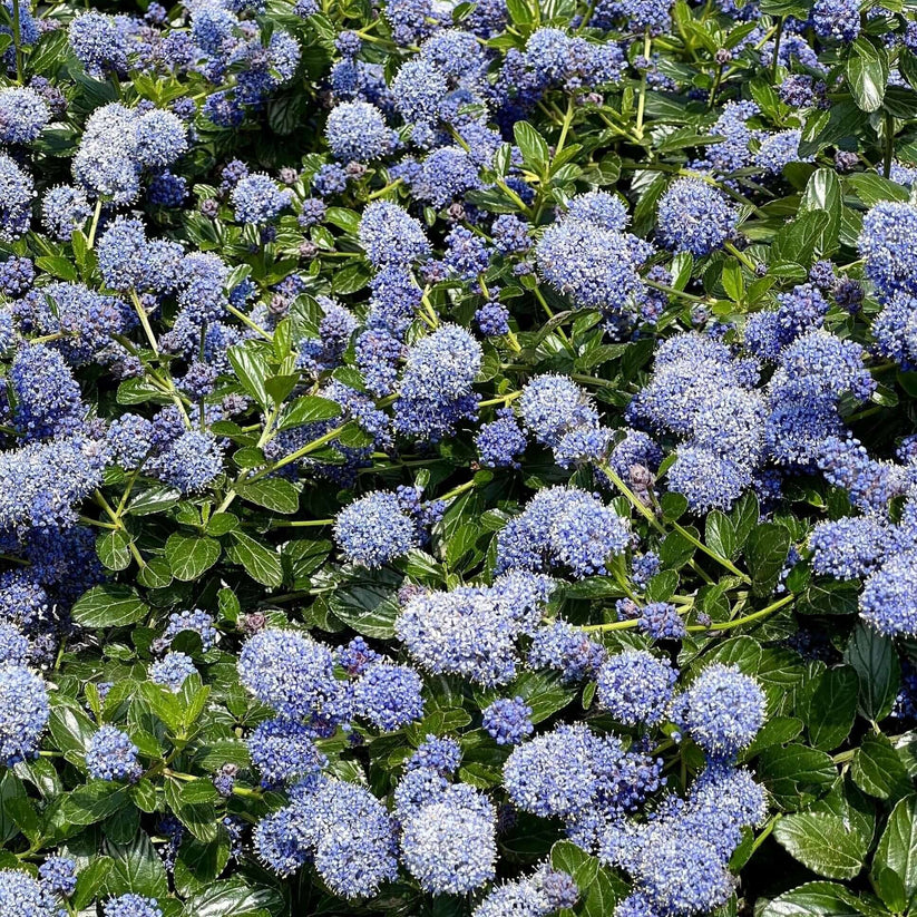 Ceanothus 'Yankee Point'