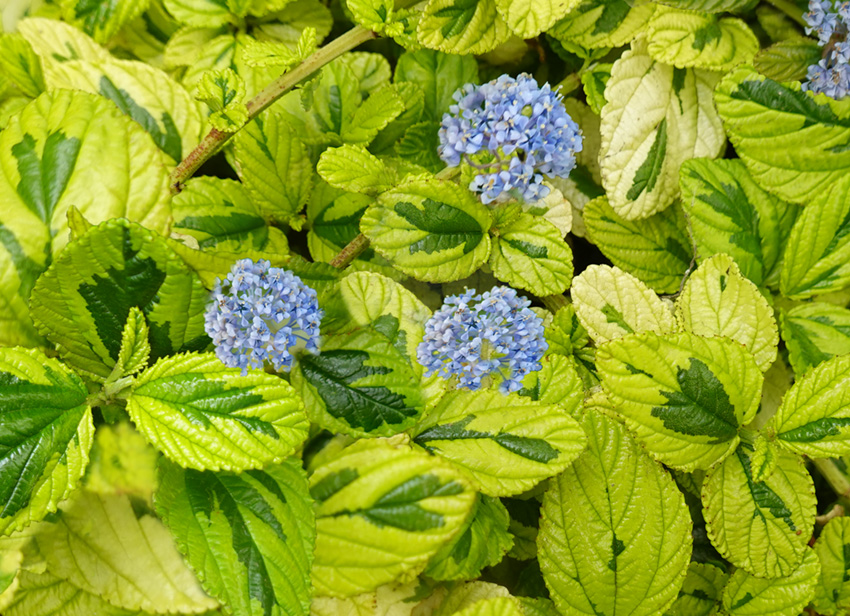 Ceanothus 'Diamond Heights'