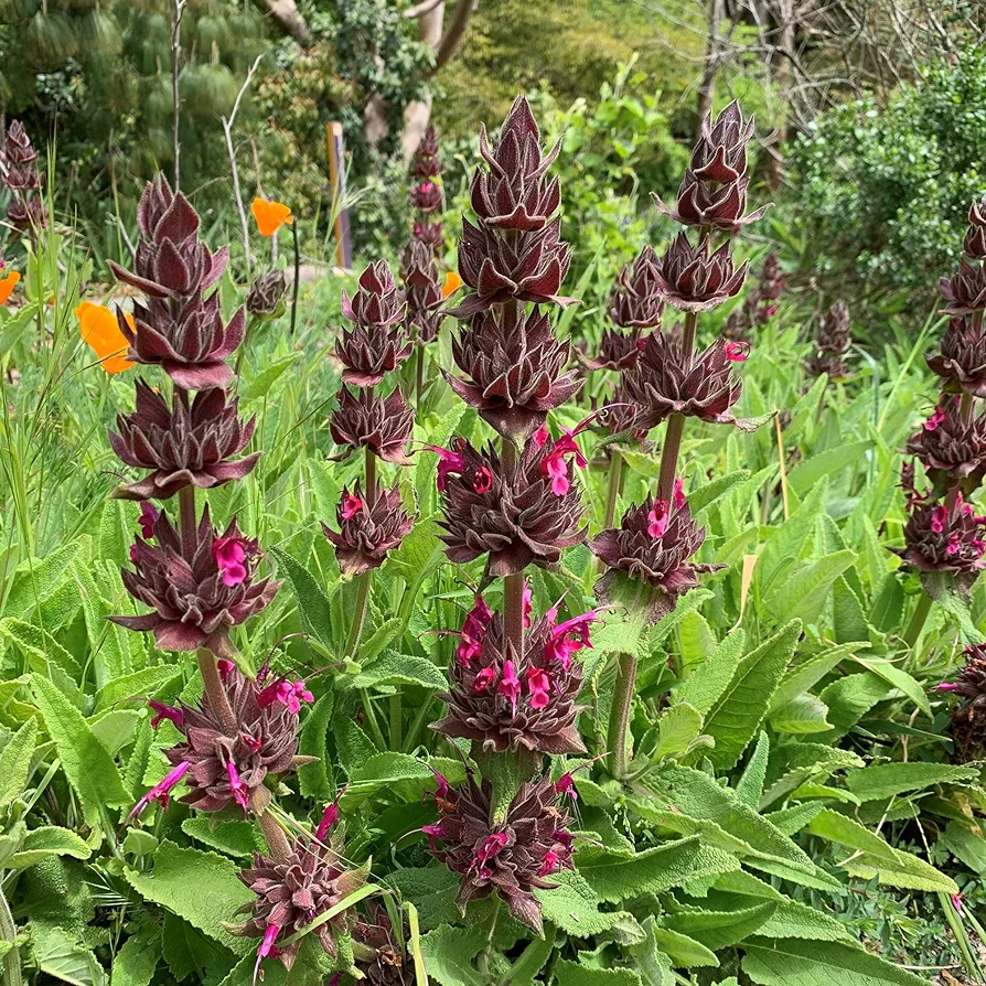 Hummingbird Sage
