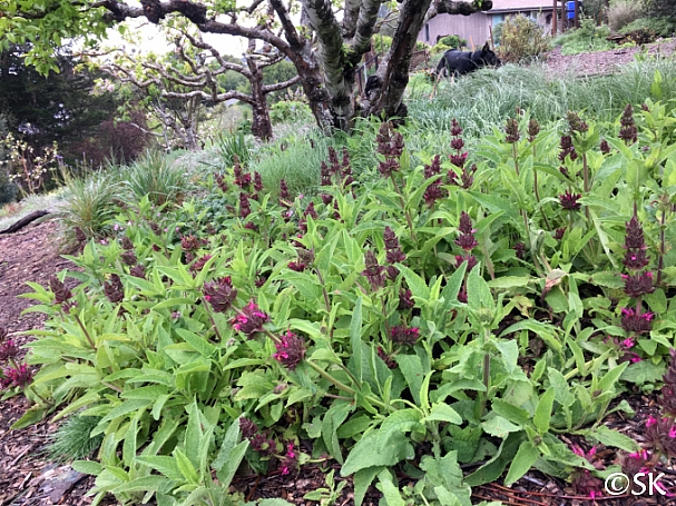 Hummingbird Sage