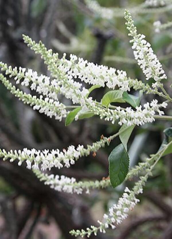 Sweet Almond Verbena