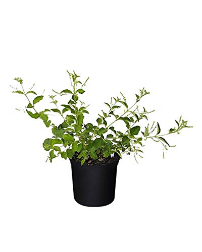 Sweet Almond Verbena