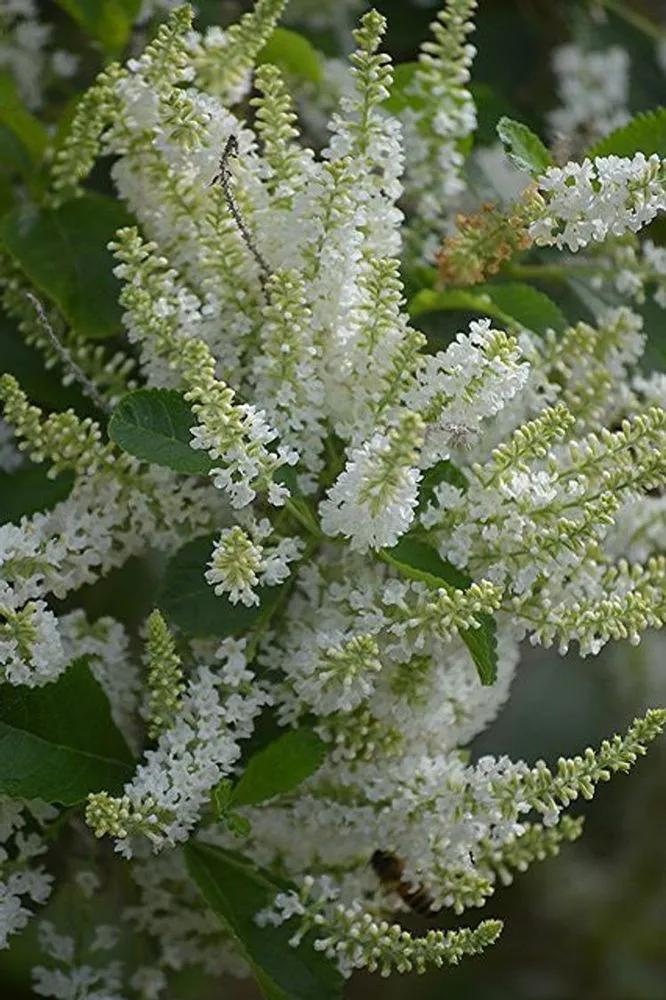 Sweet Almond Verbena