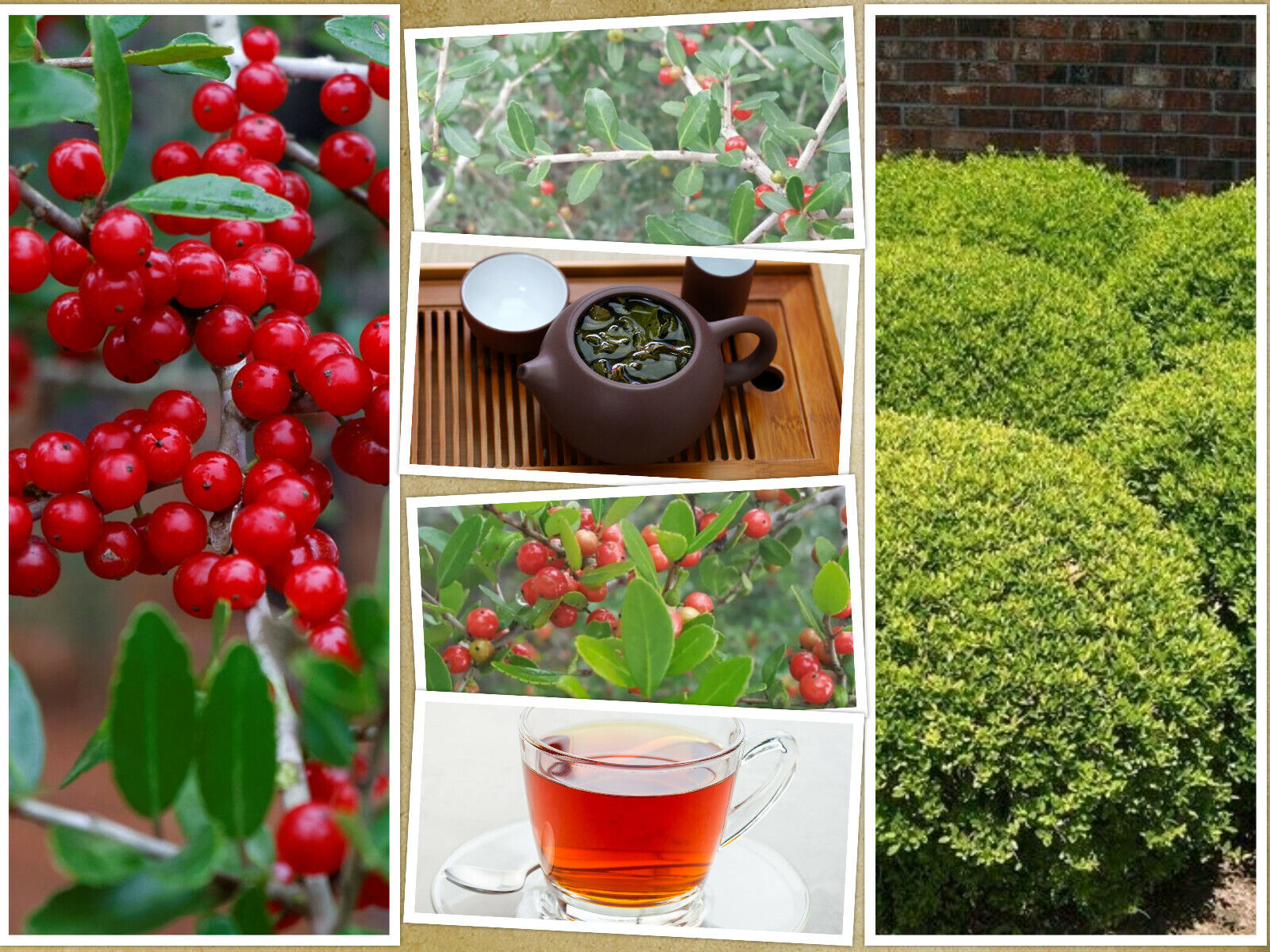 Yaupon Holly