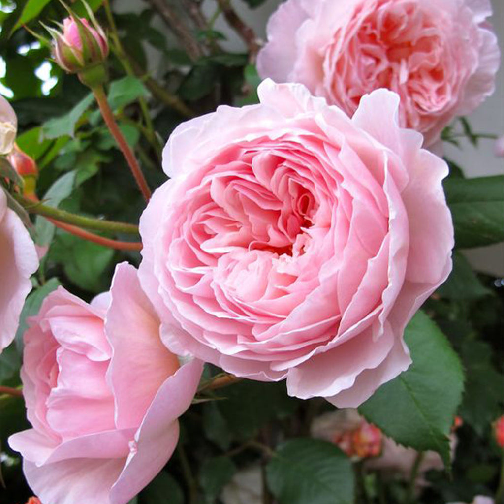 Wild Damask Rose