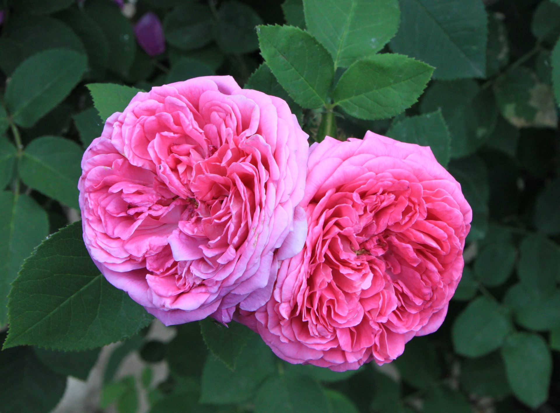 Wild Damask Rose