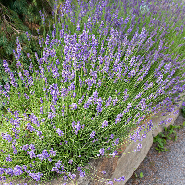 Lavender 'Munstead'