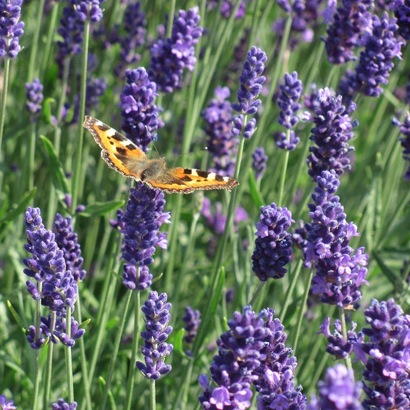 Lavender 'Munstead'