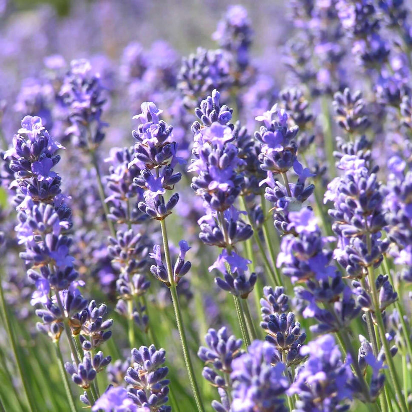 Lavender 'Munstead'