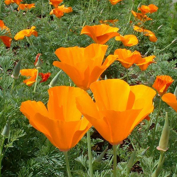 California Poppy
