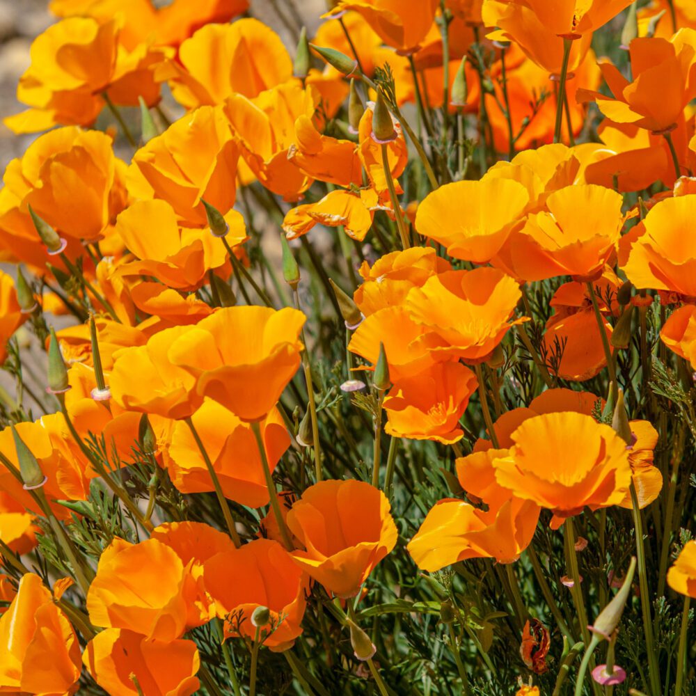 California Poppy