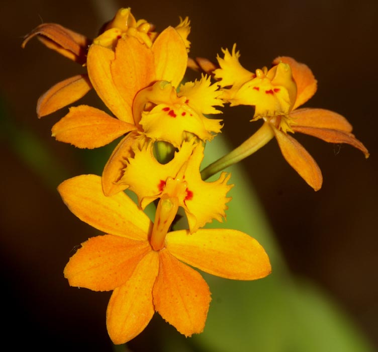 Reed Orchid