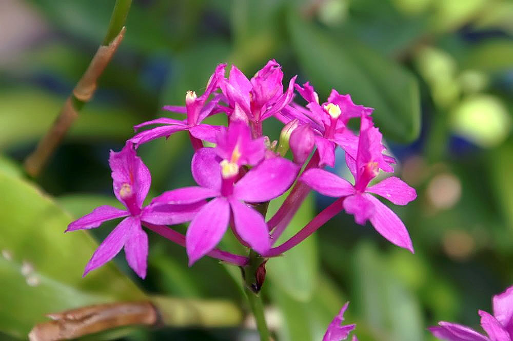 Reed Orchid 