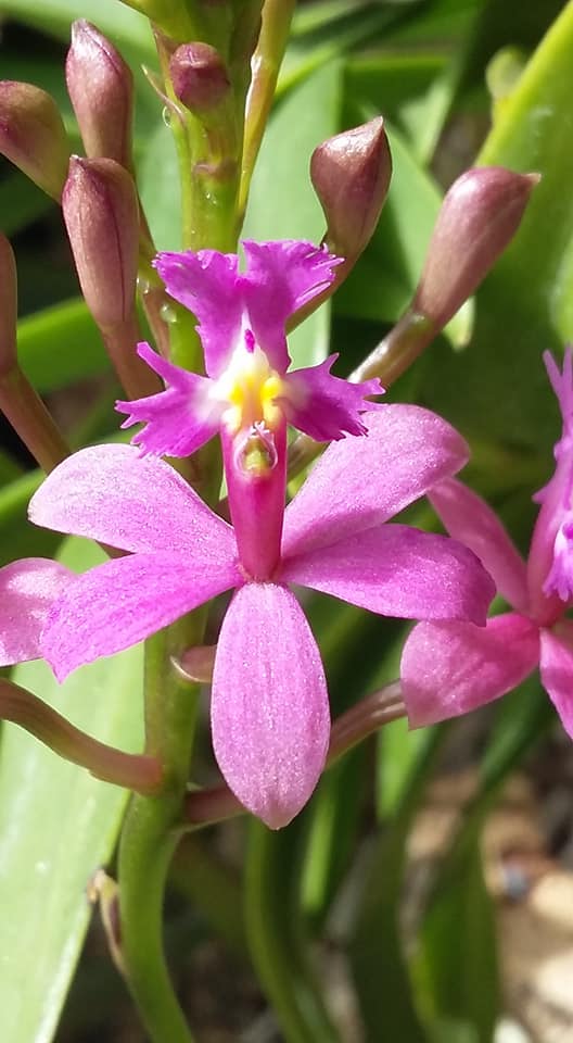 Reed Orchid 