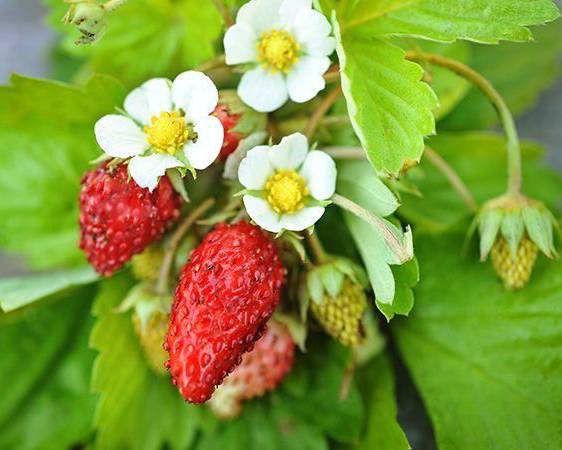 Alpine Strawberry 'Alexandria'