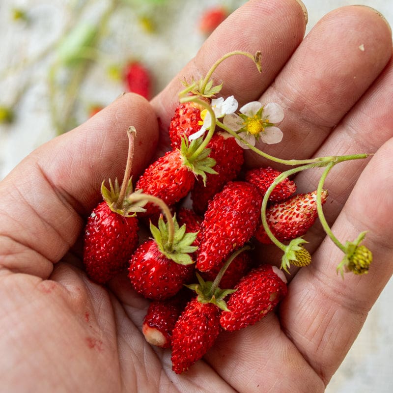 Alpine Strawberry 'Alexandria'