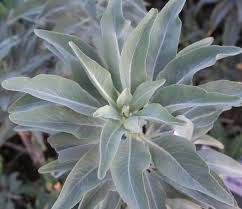 White Sage