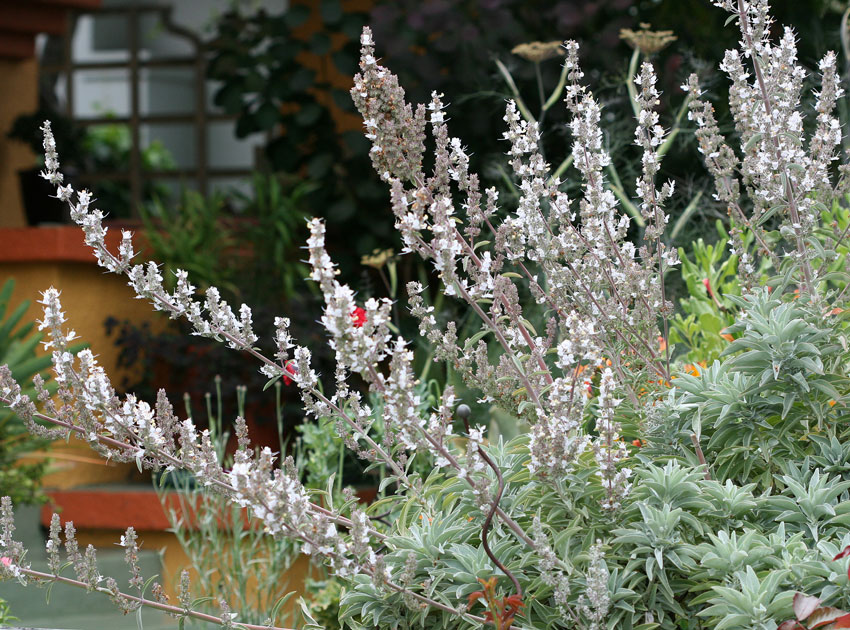 White Sage