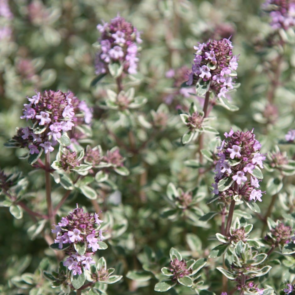 Silver Thyme