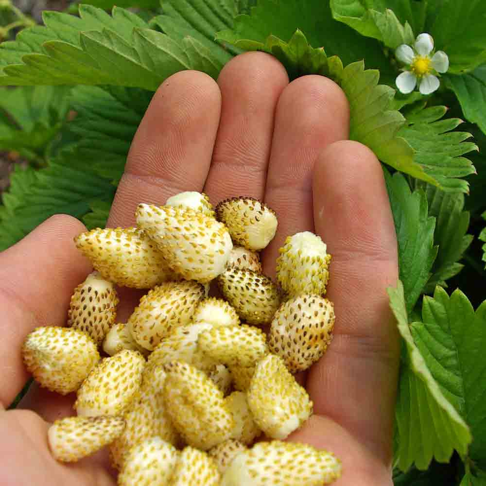 Alpine Strawberry 'Yellow Wonder: