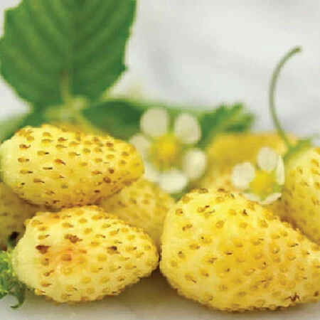 Alpine Strawberry 'Yellow Wonder: