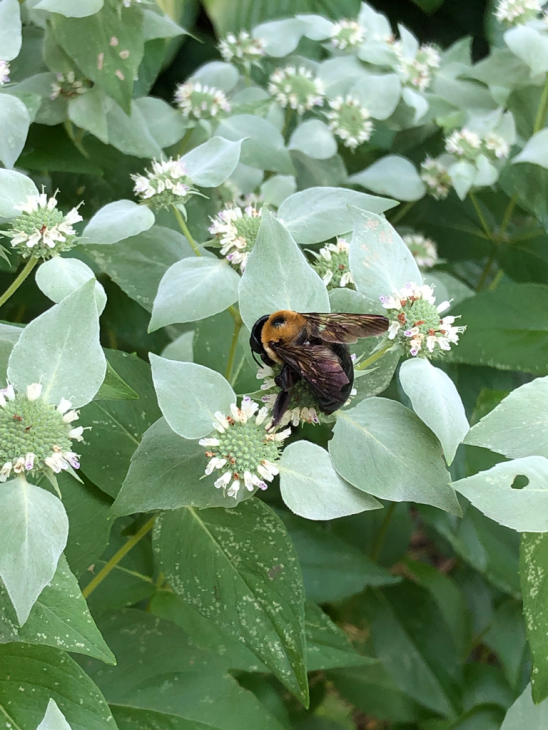 Mountain Mint