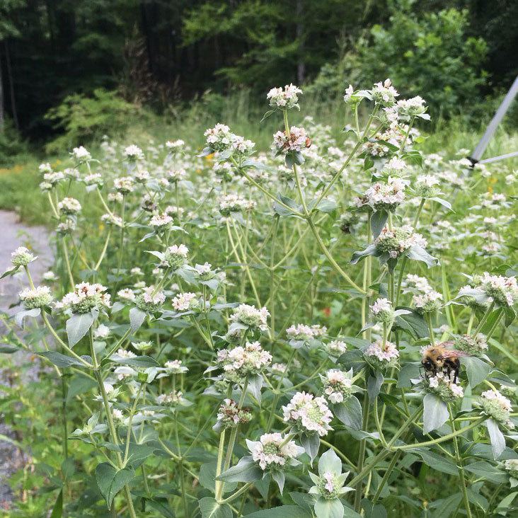 Mountain Mint