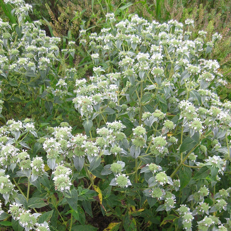 Mountain Mint
