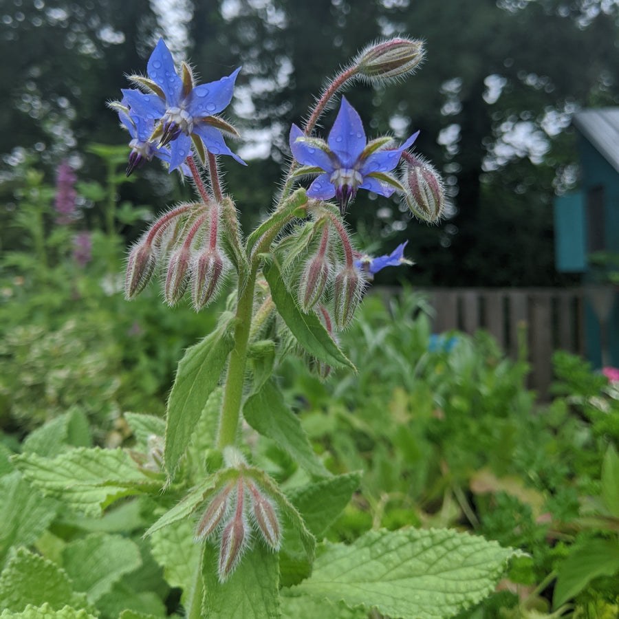 Borage