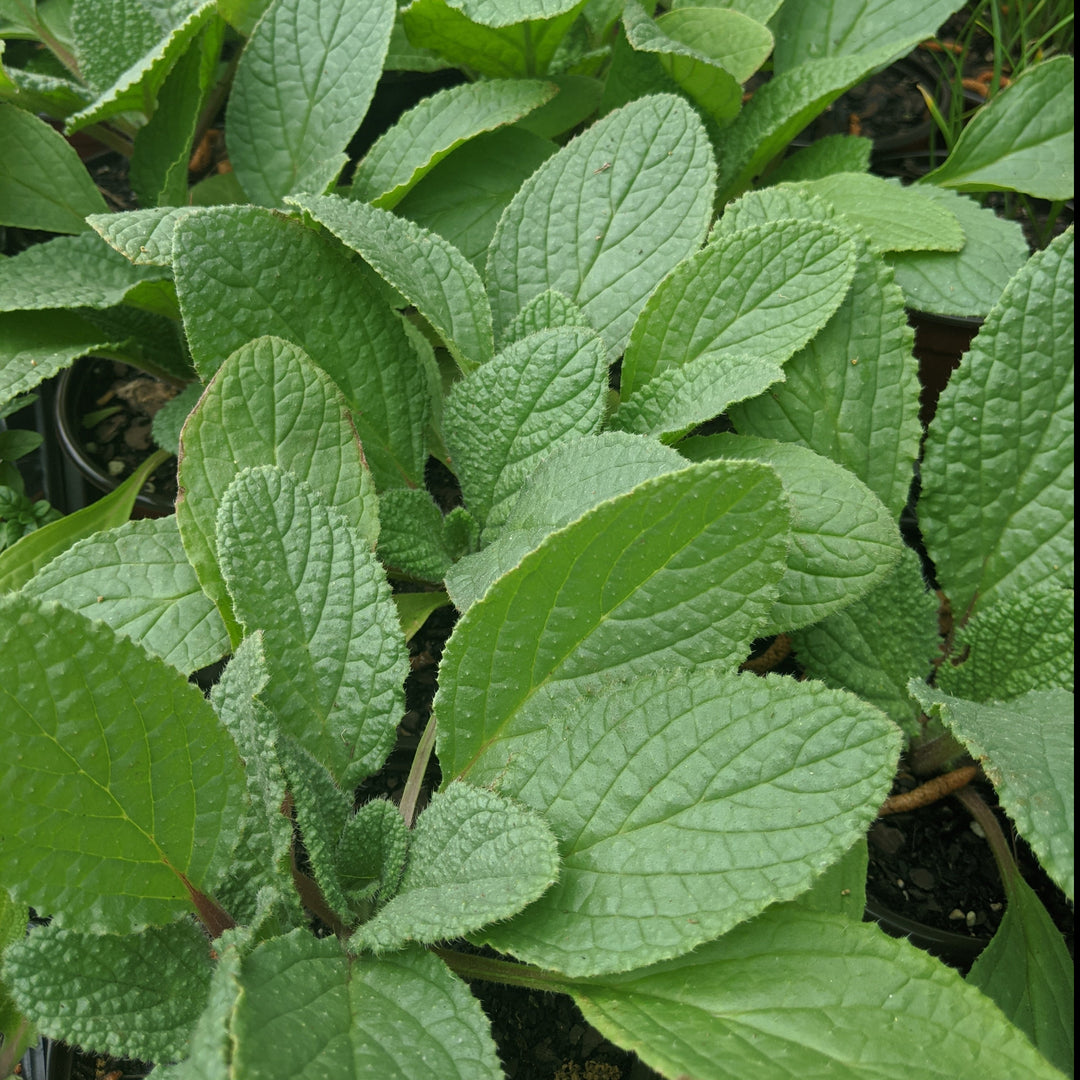 Borage