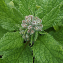 Borage