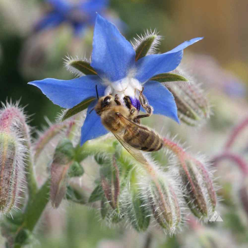 Borage