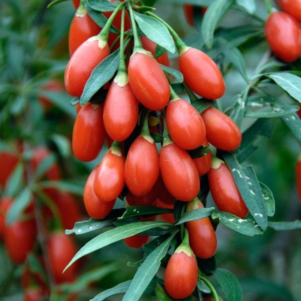 Goji Berry