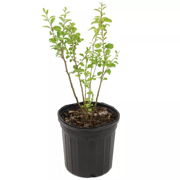 Goji Berry
