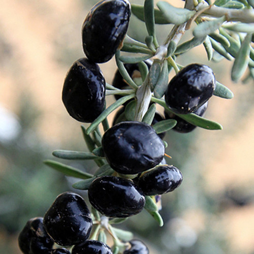 Black Goji Berry