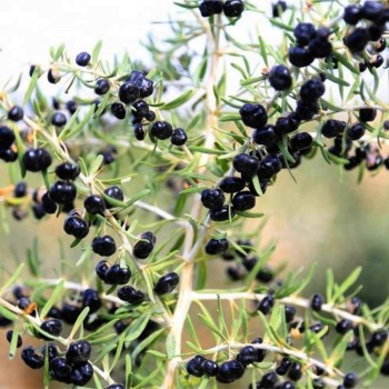 Black Goji Berry