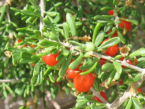 Wolfberry