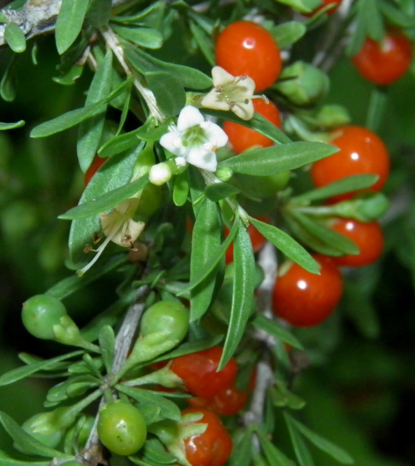 Wolfberry