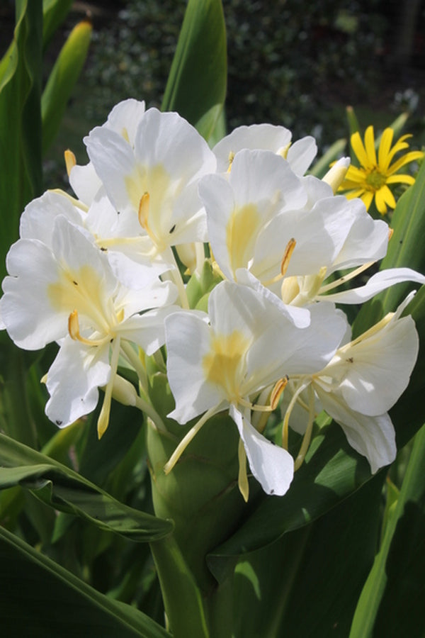 White Butterfly Ginger