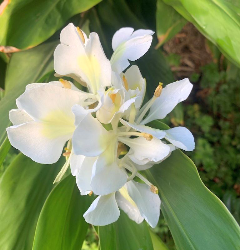 White Butterfly Ginger