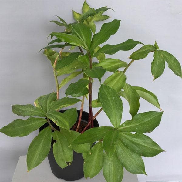 Insulin Plant