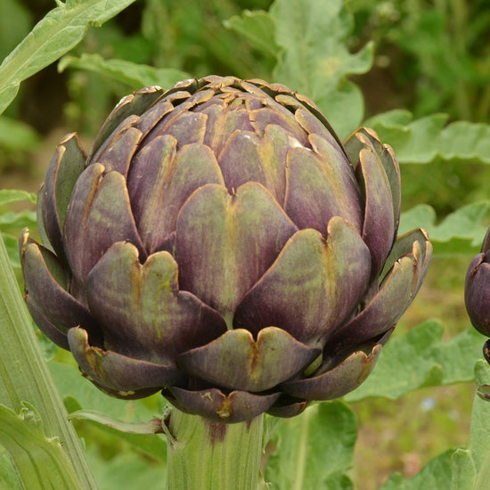 Artichoke 'Colorado  Star'