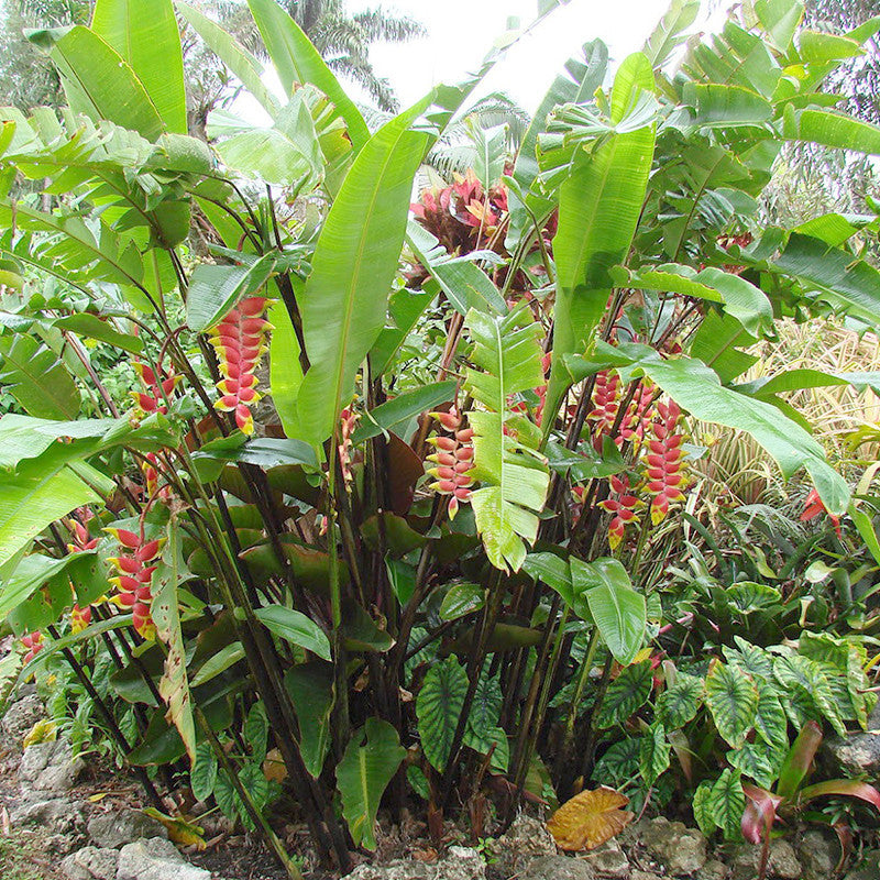Hanging Lobster Claw