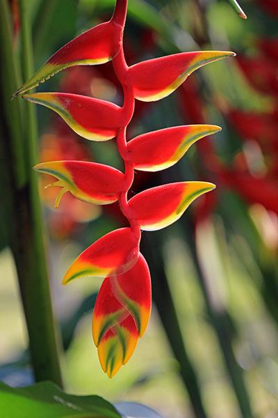 Hanging Lobster Claw