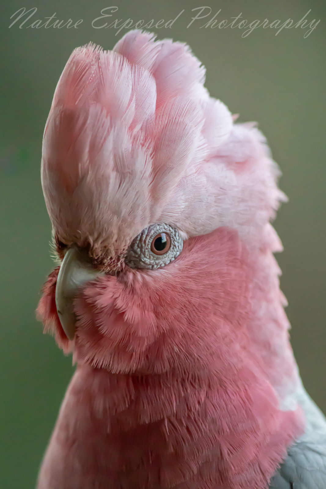 GALAH 5