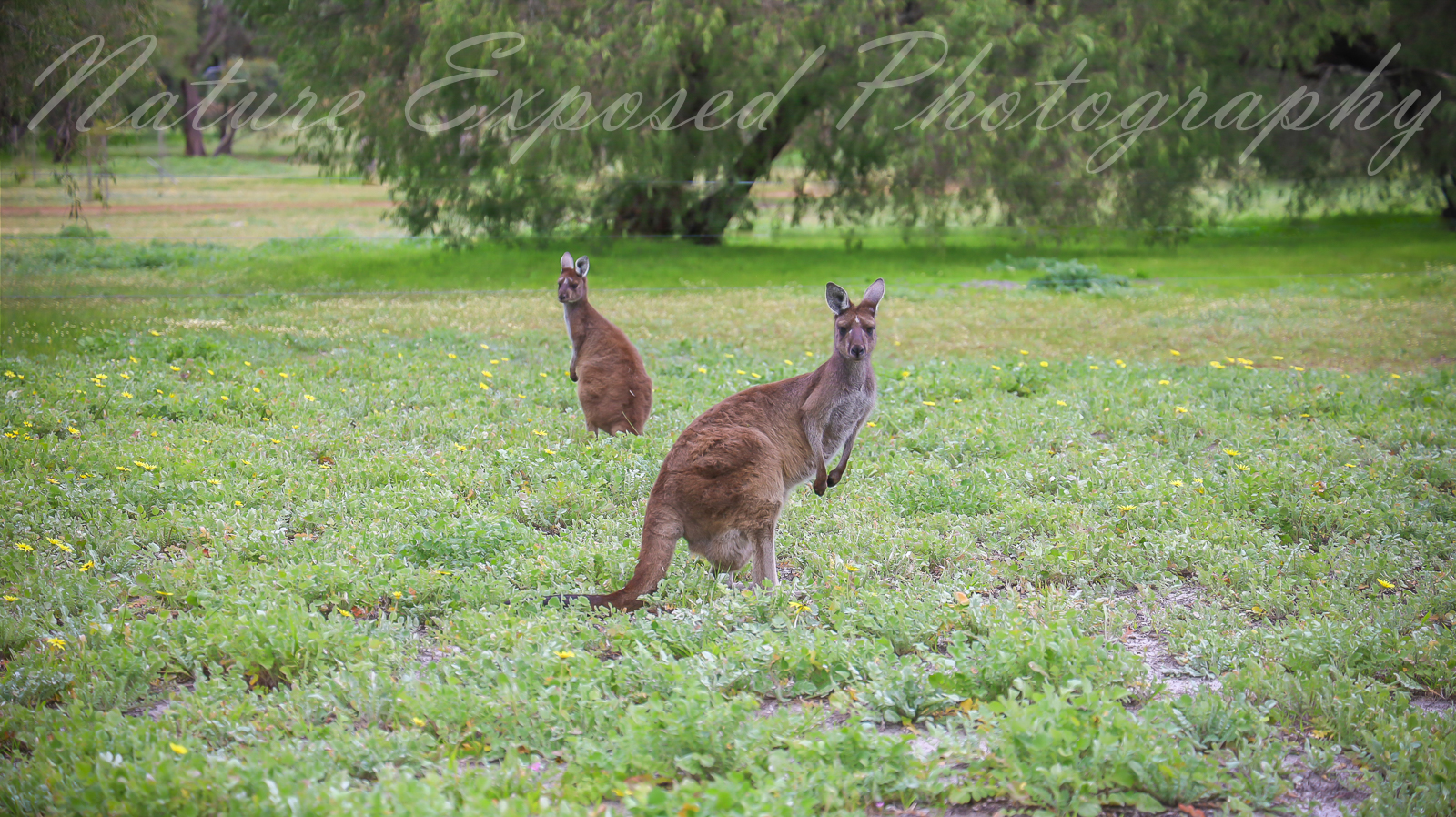 KANGAROO 1