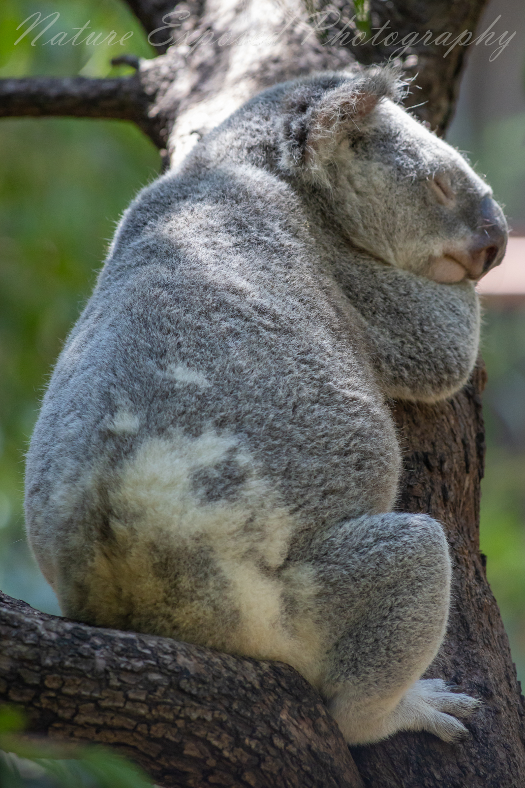 KOALA 1 