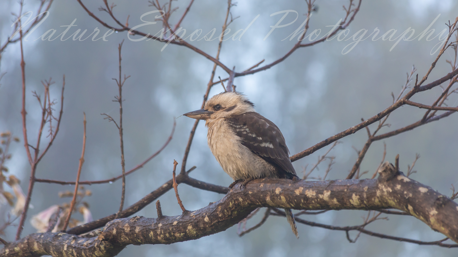 KOOKABURRA 3