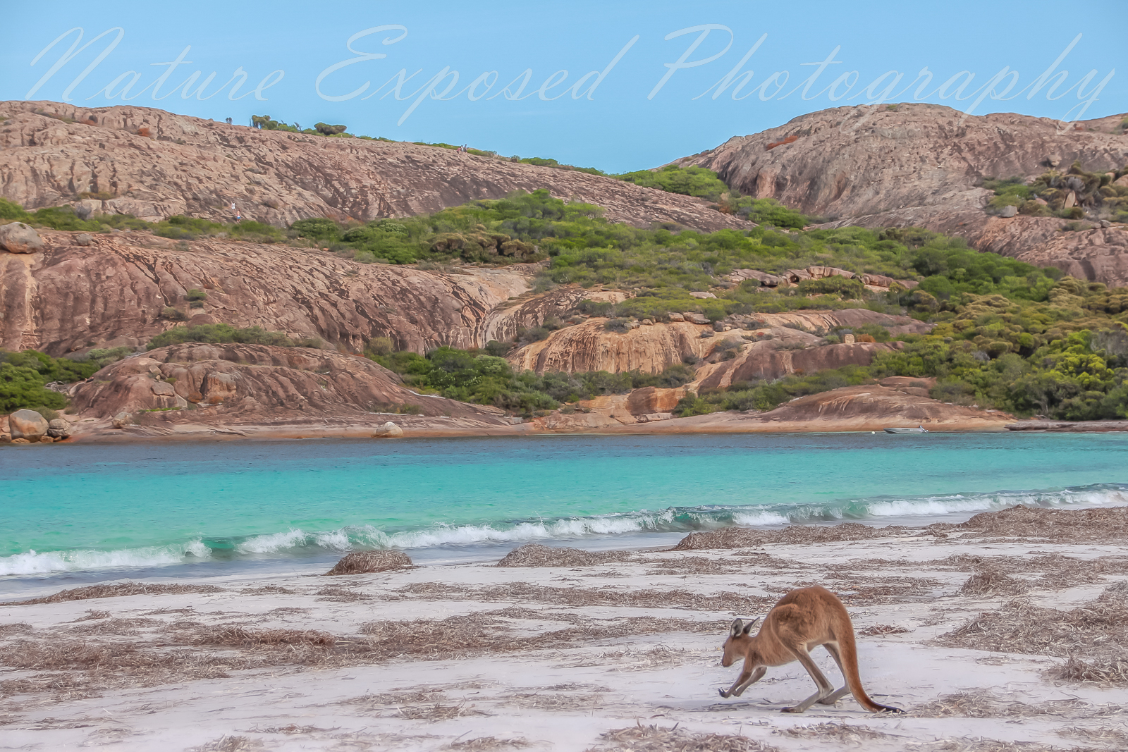 LUCKY BAY KANGAROO 1